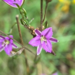 Thysanotus patersonii (Twining Fringe Lily) at Goorooyarroo - 22 Oct 2015 by JasonC