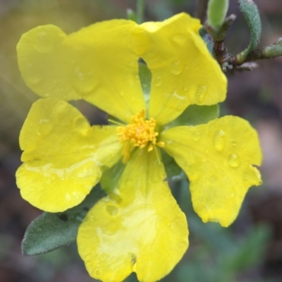 Hibbertia obtusifolia (Grey Guinea-flower) at Mulligans Flat - 22 Oct 2015 by JasonC