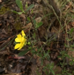 Hibbertia obtusifolia at Gungahlin, ACT - 22 Oct 2015