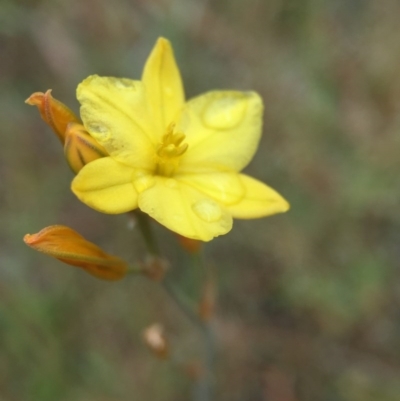 Bulbine bulbosa (Golden Lily) at Sutton, ACT - 22 Oct 2015 by JasonC