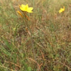 Bulbine bulbosa at Sutton, ACT - 22 Oct 2015 07:54 PM