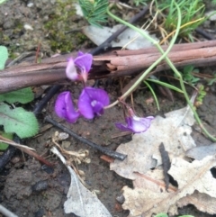 Swainsona monticola at Williamsdale, NSW - 22 Oct 2015 07:54 PM