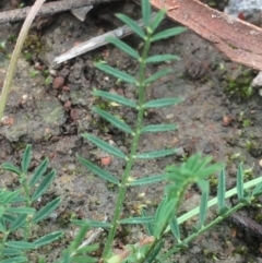 Swainsona monticola at Williamsdale, NSW - 22 Oct 2015 07:54 PM