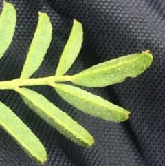 Swainsona monticola at Williamsdale, NSW - 22 Oct 2015 07:54 PM