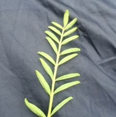 Swainsona monticola at Williamsdale, NSW - 22 Oct 2015 07:54 PM