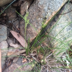 Carex inversa (Knob Sedge) at Williamsdale, NSW - 22 Oct 2015 by APB