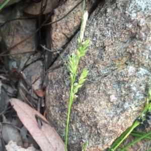 Carex inversa at Williamsdale, NSW - 22 Oct 2015