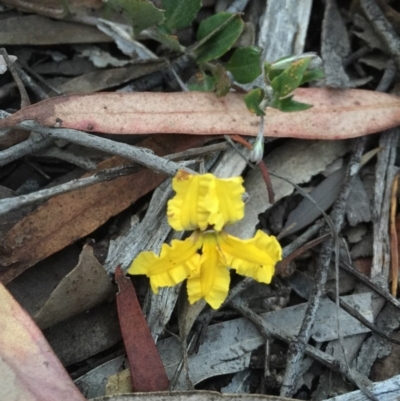 Goodenia hederacea (Ivy Goodenia) at O'Connor, ACT - 22 Oct 2015 by Kate2602