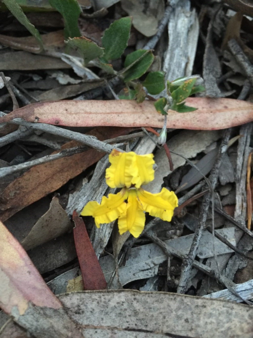 Goodenia hederacea at O'Connor, ACT - 22 Oct 2015