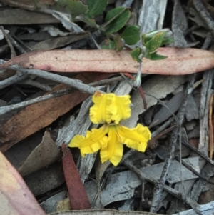 Goodenia hederacea at O'Connor, ACT - 22 Oct 2015