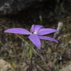 Glossodia major (Wax Lip Orchid) at Namadgi National Park - 20 Oct 2015 by michaelb