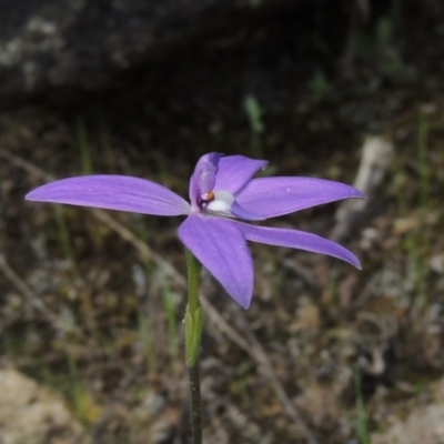 Glossodia major (Wax Lip Orchid) at Tennent, ACT - 20 Oct 2015 by michaelb