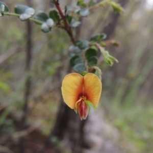 Bossiaea buxifolia at Tennent, ACT - 20 Oct 2015 05:30 PM