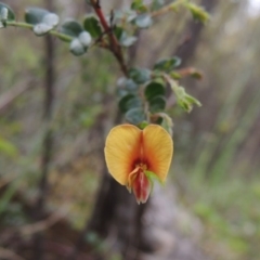 Bossiaea buxifolia (Matted Bossiaea) at Tennent, ACT - 20 Oct 2015 by michaelb