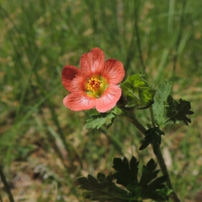 Modiola caroliniana (Red-flowered Mallow) at Point Hut to Tharwa - 9 Oct 2015 by michaelb
