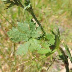 Modiola caroliniana at Paddys River, ACT - 10 Oct 2015