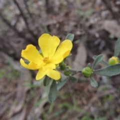 Hibbertia obtusifolia (Grey Guinea-flower) at Tennent, ACT - 20 Oct 2015 by michaelb