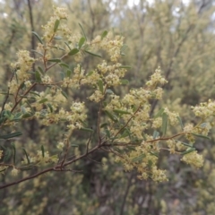Pomaderris angustifolia (Pomaderris) at Namadgi National Park - 20 Oct 2015 by michaelb