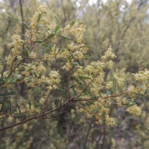 Pomaderris angustifolia at Tennent, ACT - 20 Oct 2015