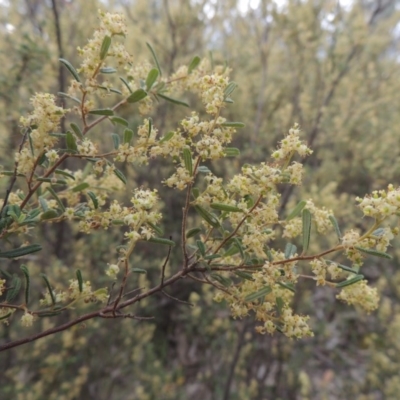 Pomaderris angustifolia (Pomaderris) at Tennent, ACT - 20 Oct 2015 by michaelb