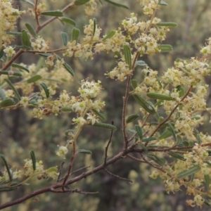 Pomaderris angustifolia at Tennent, ACT - 20 Oct 2015