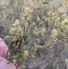 Pomaderris angustifolia at Tennent, ACT - 20 Oct 2015