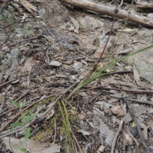 Lomandra multiflora at Tennent, ACT - 20 Oct 2015 05:44 PM