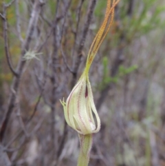 Caladenia parva (Brown-clubbed Spider Orchid) at Tennent, ACT - 20 Oct 2015 by michaelb