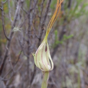 Caladenia parva at Tennent, ACT - suppressed