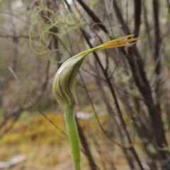 Caladenia parva at Tennent, ACT - suppressed