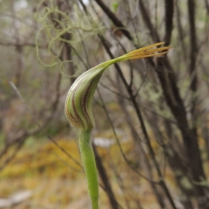 Caladenia parva at Tennent, ACT - suppressed