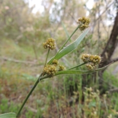 Luzula flaccida (Pale Woodrush) at Namadgi National Park - 20 Oct 2015 by michaelb