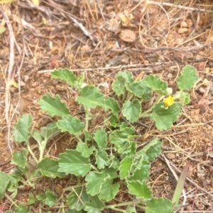 Sida corrugata at Molonglo River Reserve - 23 Oct 2015