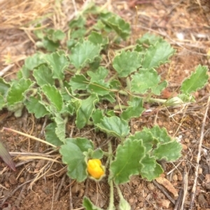 Sida corrugata at Molonglo River Reserve - 23 Oct 2015