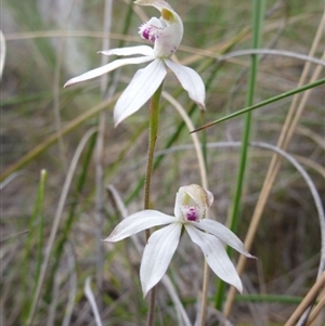 Caladenia moschata at Point 103 - suppressed