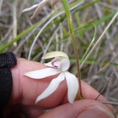 Caladenia moschata at Point 103 - suppressed