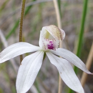 Caladenia moschata at Point 103 - suppressed