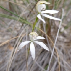 Caladenia moschata at Point 103 - suppressed