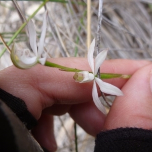 Caladenia moschata at Point 103 - suppressed