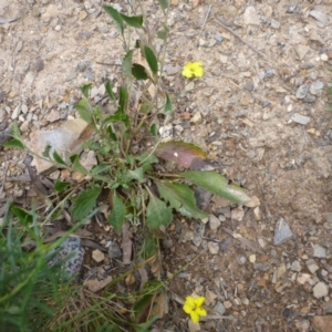 Goodenia hederacea subsp. hederacea at Bruce, ACT - 23 Oct 2015 01:36 PM