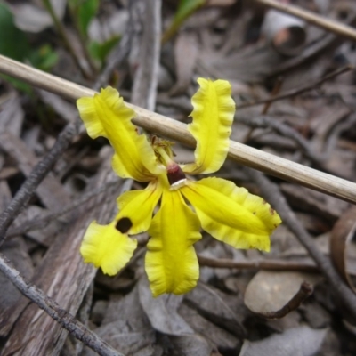 Goodenia hederacea subsp. hederacea (Ivy Goodenia, Forest Goodenia) at Bruce, ACT - 23 Oct 2015 by jksmits