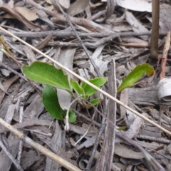 Goodenia hederacea subsp. hederacea at Bruce, ACT - 23 Oct 2015 01:29 PM