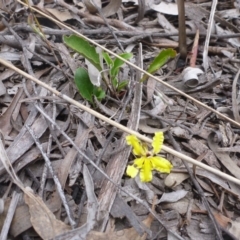 Goodenia hederacea subsp. hederacea at Bruce, ACT - 23 Oct 2015