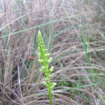 Microtis sp. (Onion Orchid) at Molonglo Valley, ACT - 23 Oct 2015 by RichardMilner