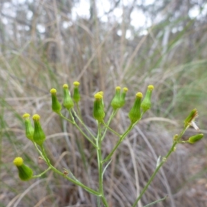 Senecio quadridentatus at Bruce, ACT - 23 Oct 2015