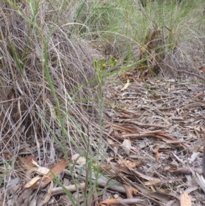 Senecio quadridentatus at Bruce, ACT - 23 Oct 2015