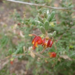 Grevillea alpina (Mountain Grevillea / Cat's Claws Grevillea) at Bruce Ridge - 23 Oct 2015 by jks