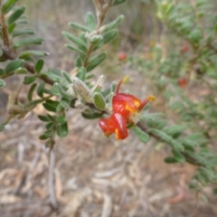 Grevillea alpina at Point 103 - 23 Oct 2015