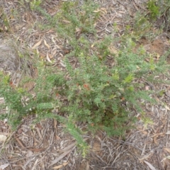 Grevillea alpina at Point 103 - 23 Oct 2015