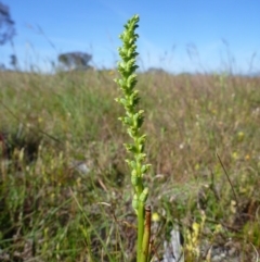 Microtis sp. (Onion Orchid) at Gungahlin, ACT - 31 Oct 2014 by jks